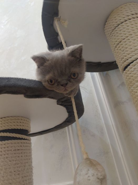 Продается котенок