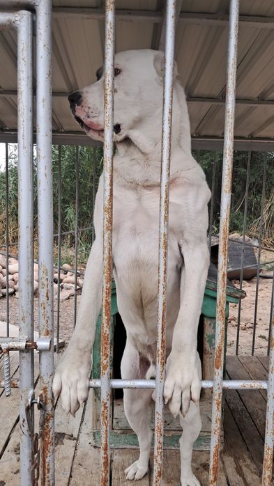 Продам алабая кабель