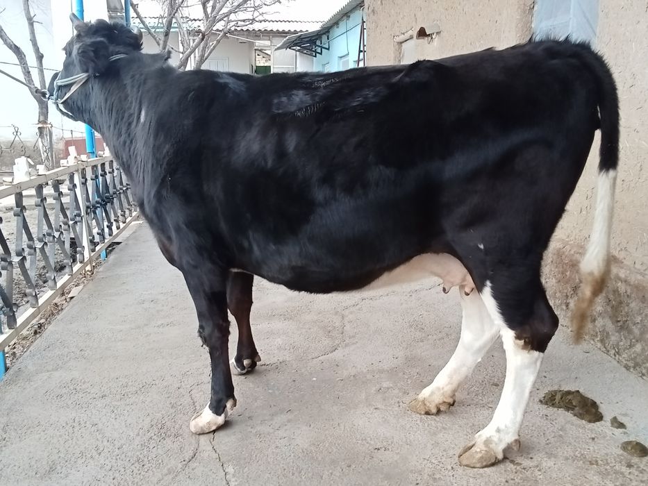 Boʻgʻoz sigir sotiladi