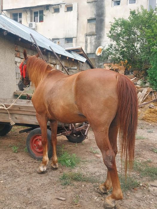Cal de vanzare castrat