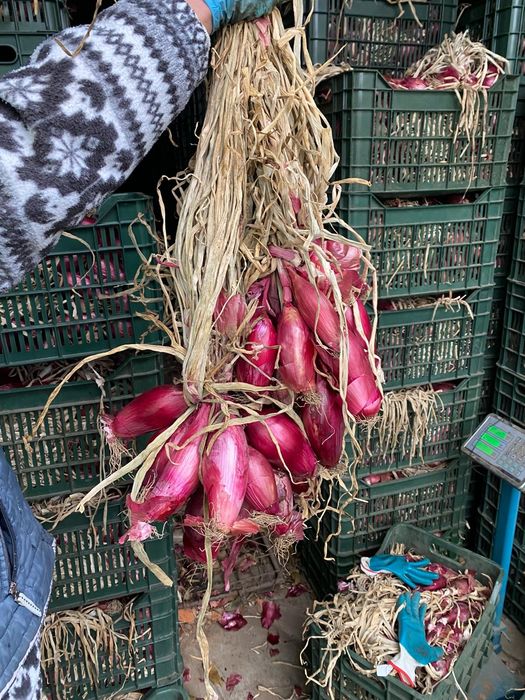 Ceapă albă și roșie