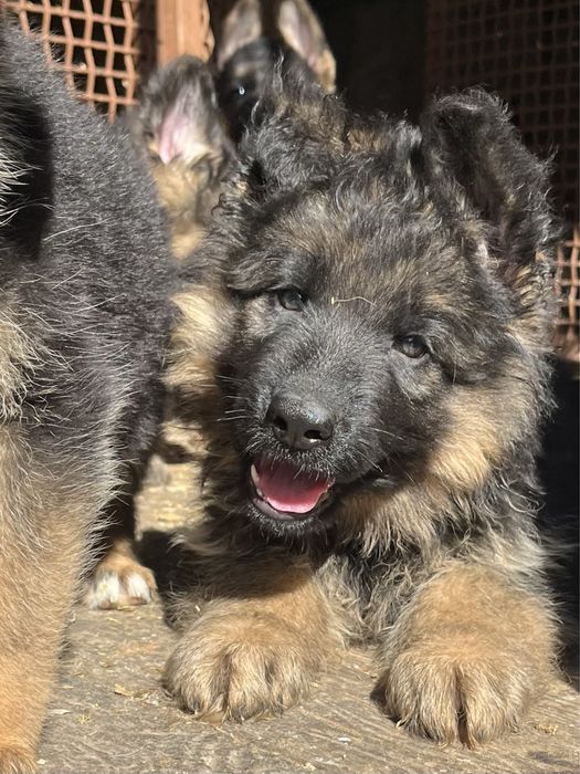 Щенки немецкой овчарки