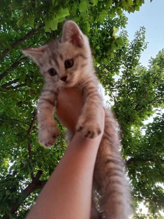 Скотч Фолд - Страйт