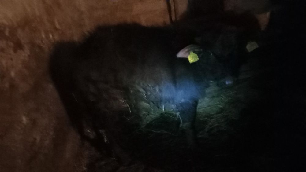 Se vinde un mascul de bivol