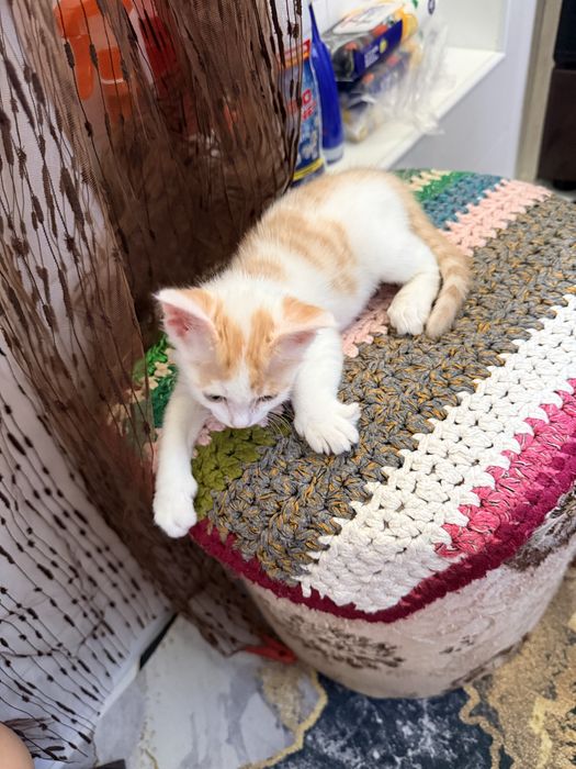 Котенок мальчик 2 месячный