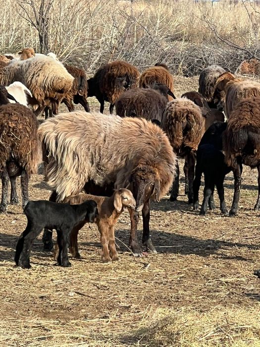 Бараны с барашками