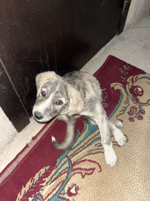 Щенок бесплатно отдам