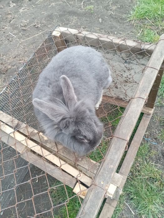 De vânzare iepuroaica cap de leu