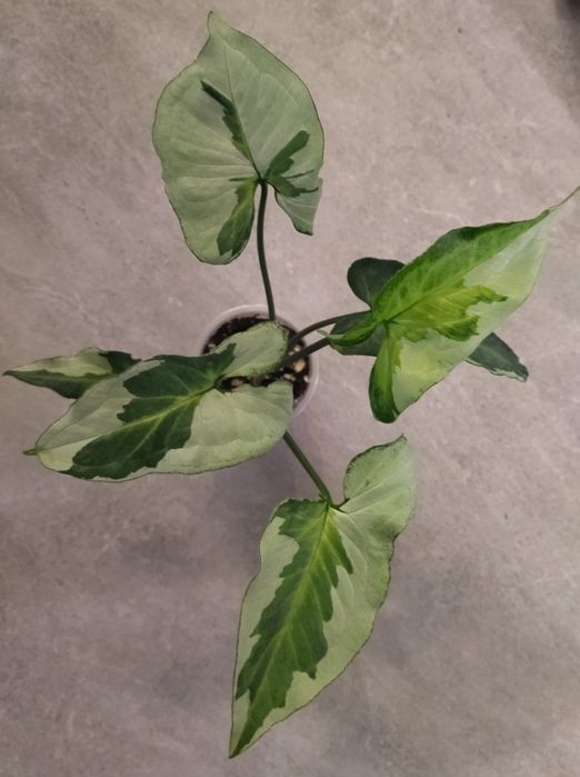 Аглаонема, сингониум Три короля