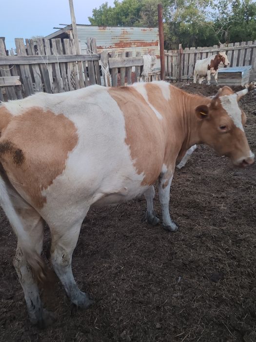 Продам корову с теленком