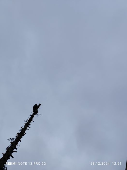 Tăiere copaci 24/7 alpinist utilitar bucurești si zonele limitrofe