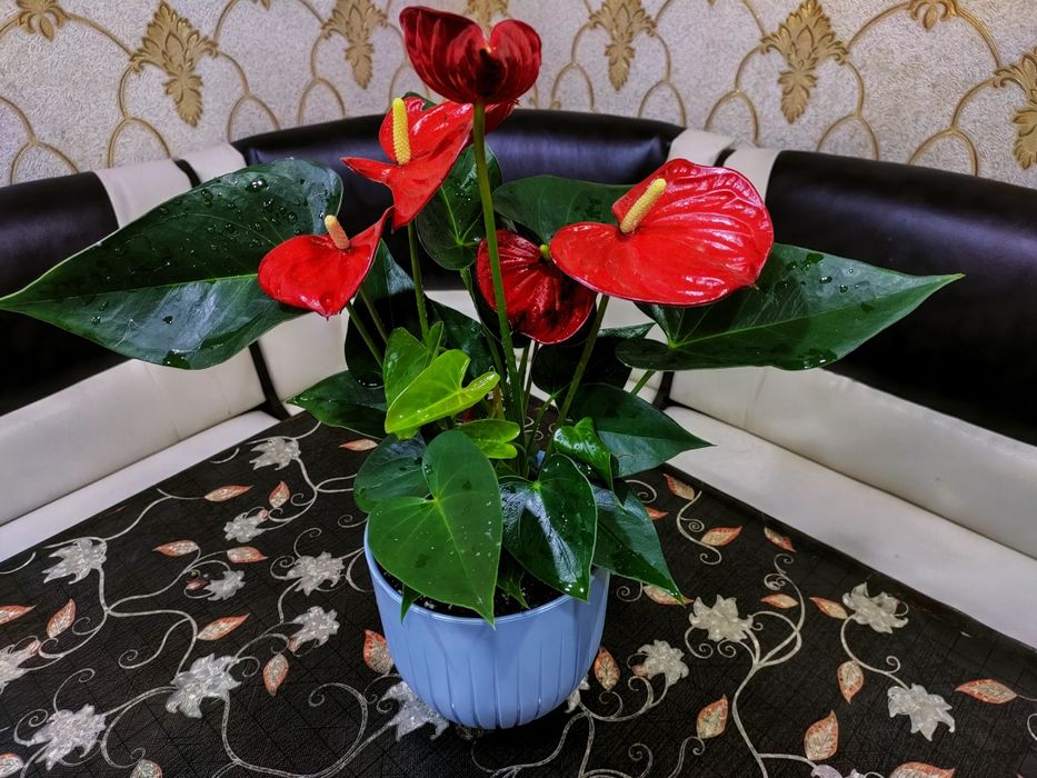 Подарки для женщин!!! Доставка