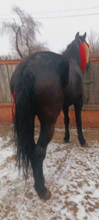 Vind urgent iapa de 4 ani