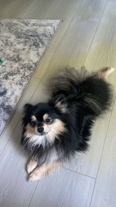 Продам шпица немецкого