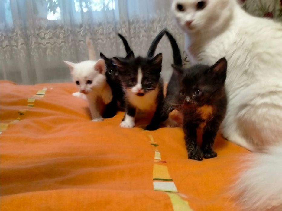 Отдам котят в добрые руки