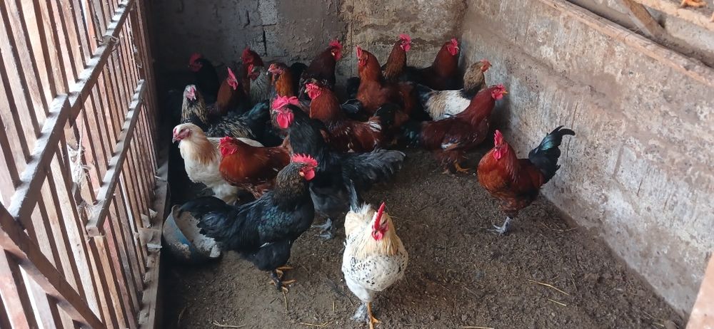 Хорозлар Оптим сотилади 20та