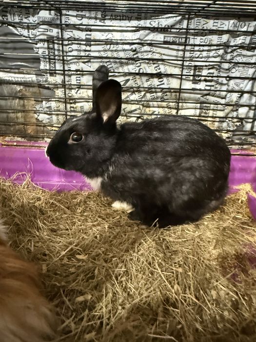 Декоративный  кролик продам