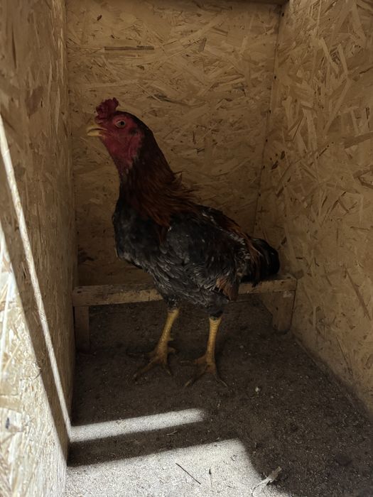 Дакан Шамо продаю