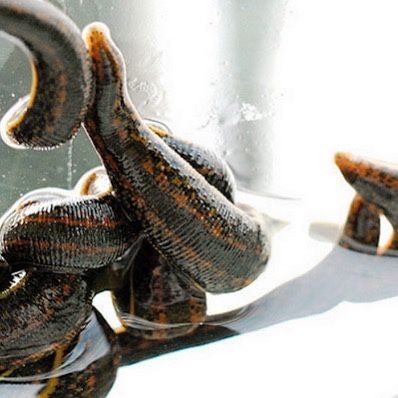 на продаже пиявок