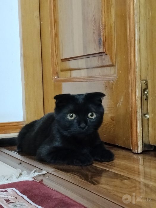 Шотландский вислоухий котенок /мальчик!