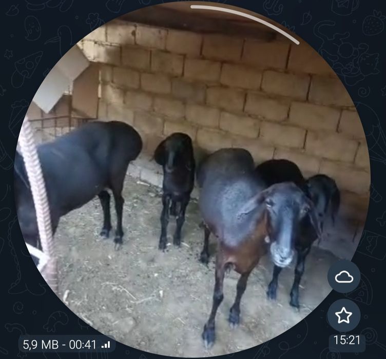 Ona bola qoʻylar sotuvda