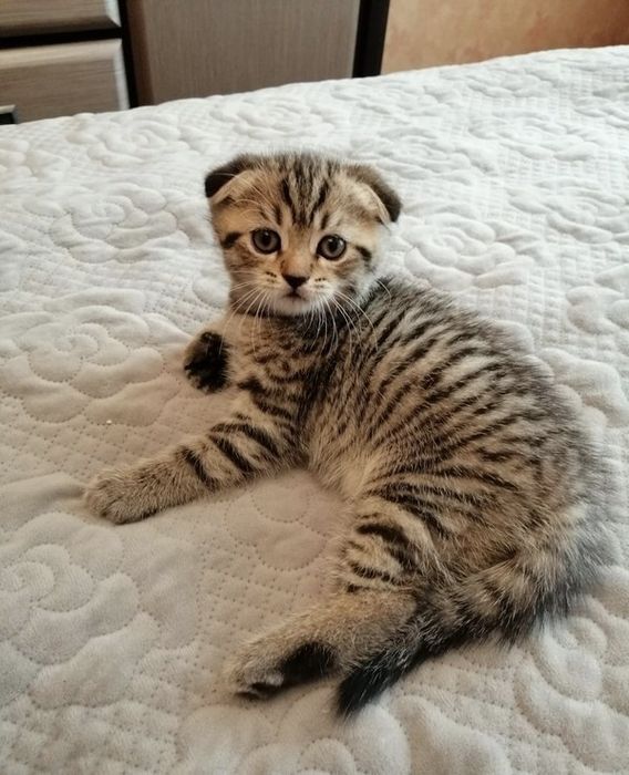 Вислоухие Шотландские котята