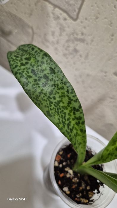 Дримиопсис Кирка