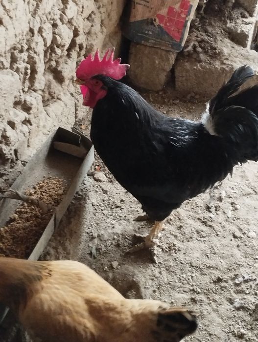 Продаётся домашние петухи