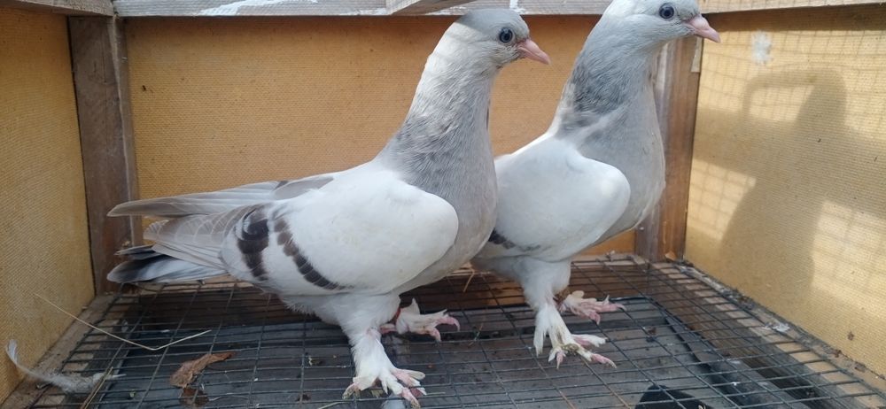 Продам таклу молодых
