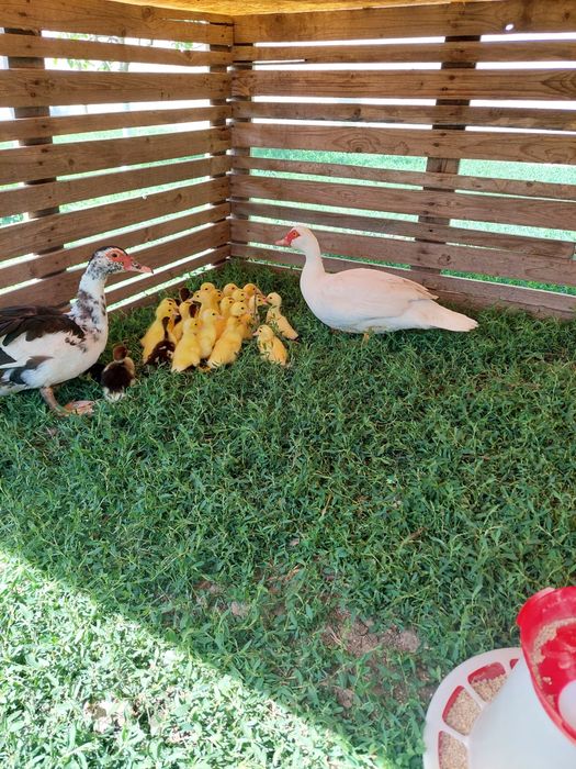 Boboci de rață mută