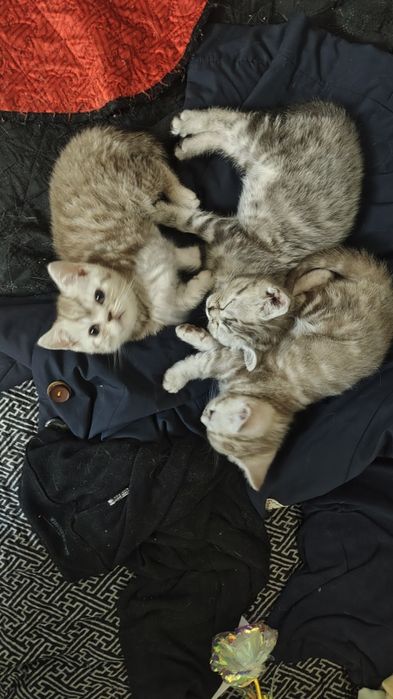 Продаются шотландские котята