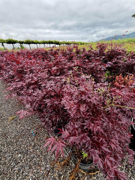 Artar japonez Acer palmatum 100 400 cm de la 499 lei