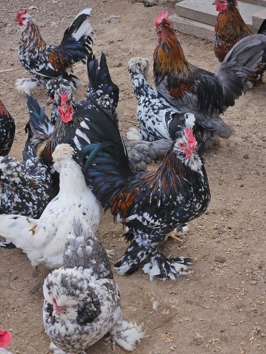 Продам очень красивых  молодых петушков породы Бентамка.