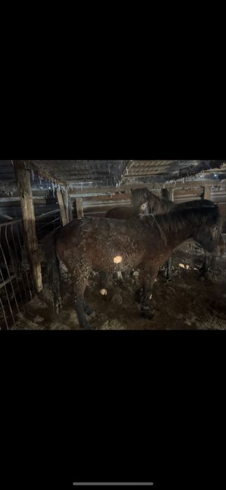 9бас донен 5бас байтал