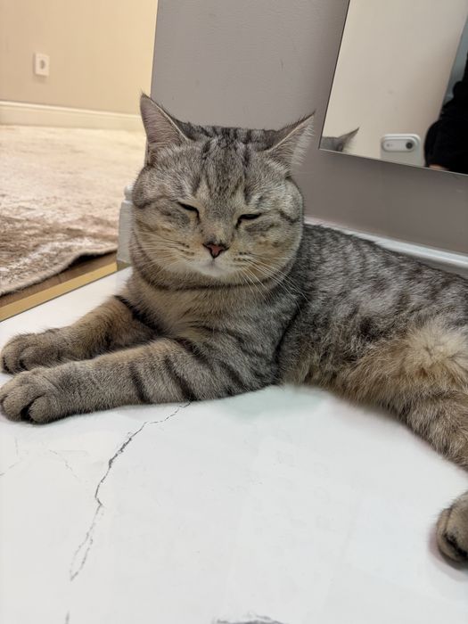 Отдас кота в хорошие руки  БЕСПЛАТНО