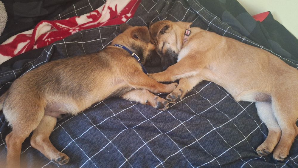 Adopție catelusa de 2 luni