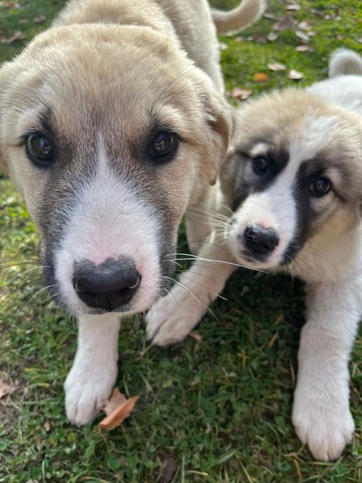 Отдам щенков в хорошие руки .