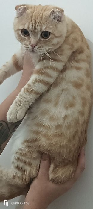 Продам.       кота