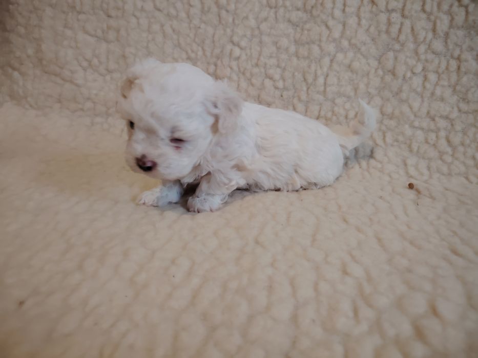 Bichon Maltez talie mică