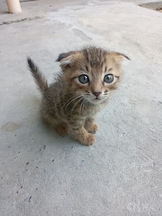 Mushuklar qulogi qeshaygan