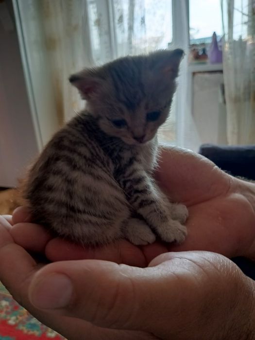 Отдам даром котёнок девочка
