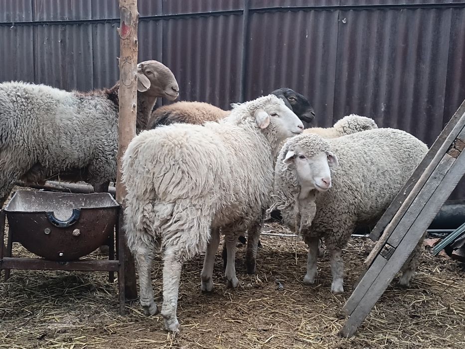 Кой,токты, баран,овцы