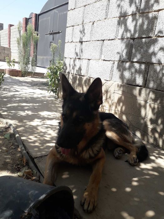 Немецкая овчарка. Вязка