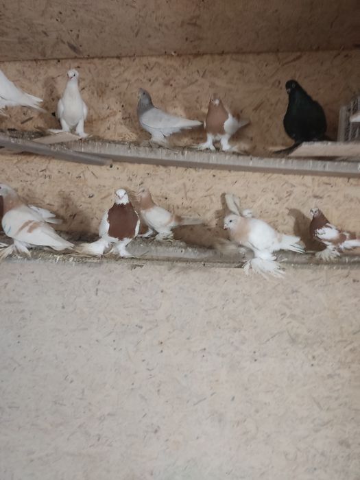 Голуби разных мастей