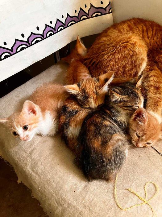 Котята отдам бесплатно