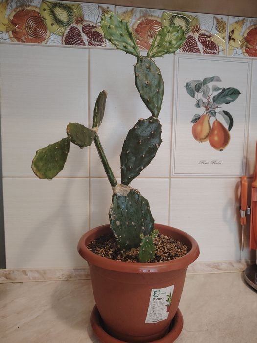 Кактус " заячьи ушки"