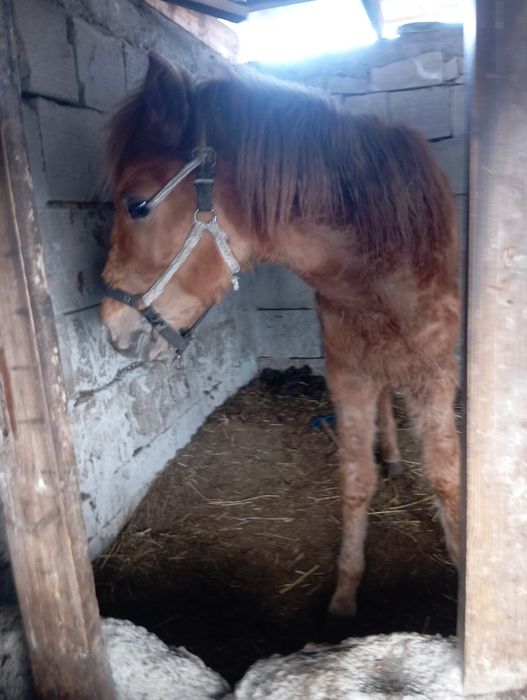 Продам жеребёнка