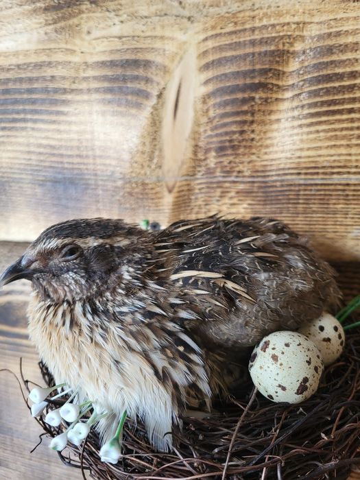 Oua Prepelita Pentru INCUBAT/CONSUM