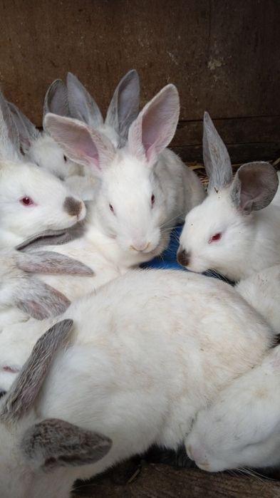 Продаются кролики породы  >