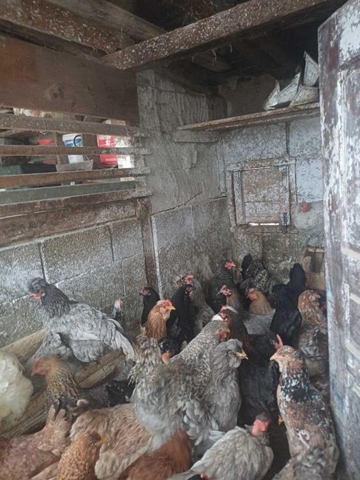 Oua incubat gaini de casă